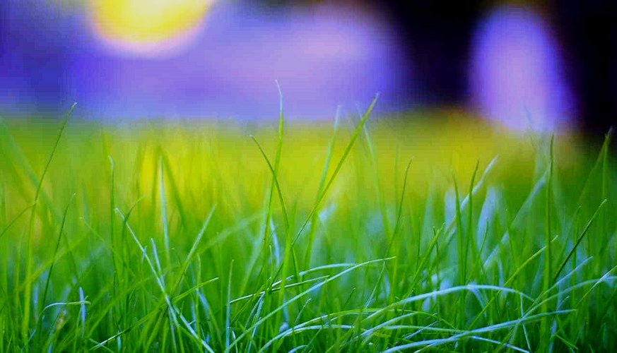 The Grass is Greener on Your Side – Here’s How